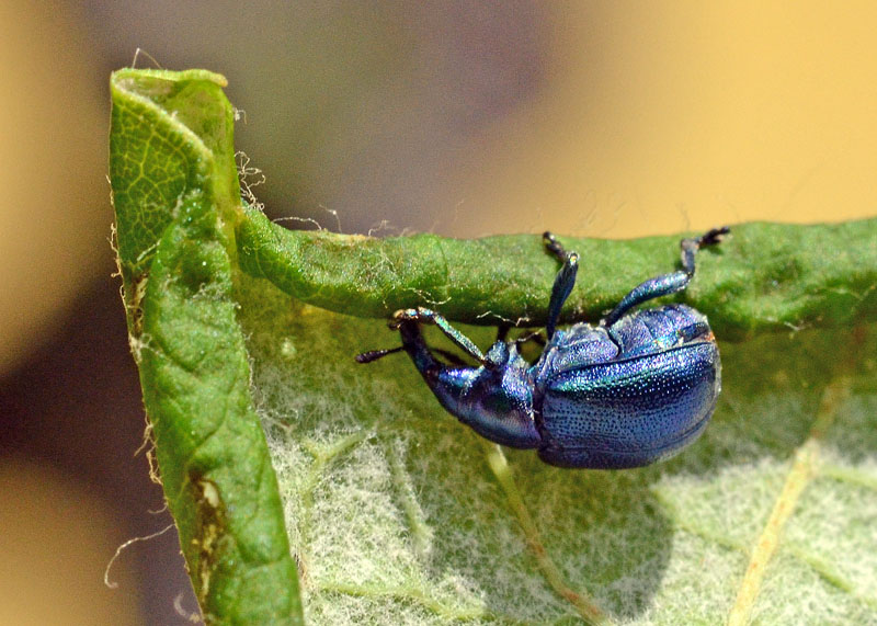 Byctiscus betulae all'' opera